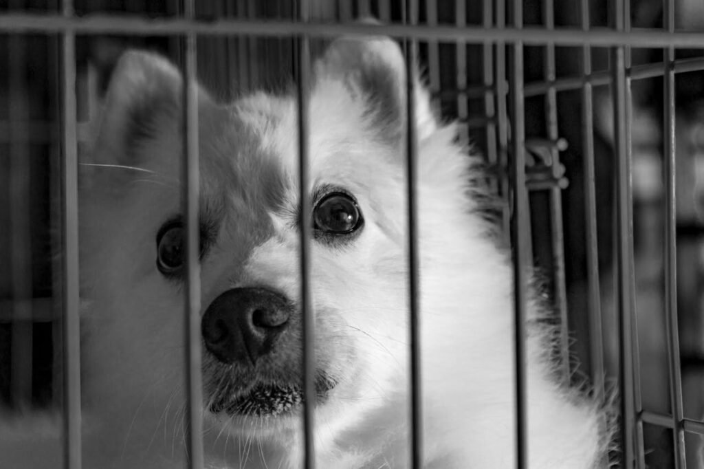 The Hidden Costs of Buying a Dog: What Breeders Don’t Tell You