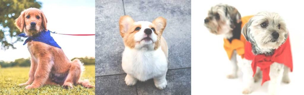 How to Get the Best Dog for Your Family