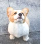 Best Dog Breeds for Families