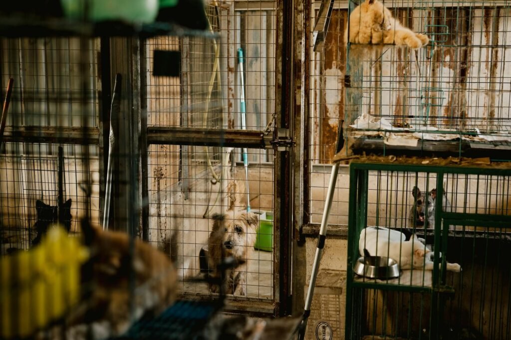 puppy mill Cats and Dogs in Filthy Cages