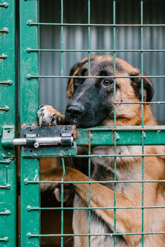 Female dog being exploited in a puppy mill