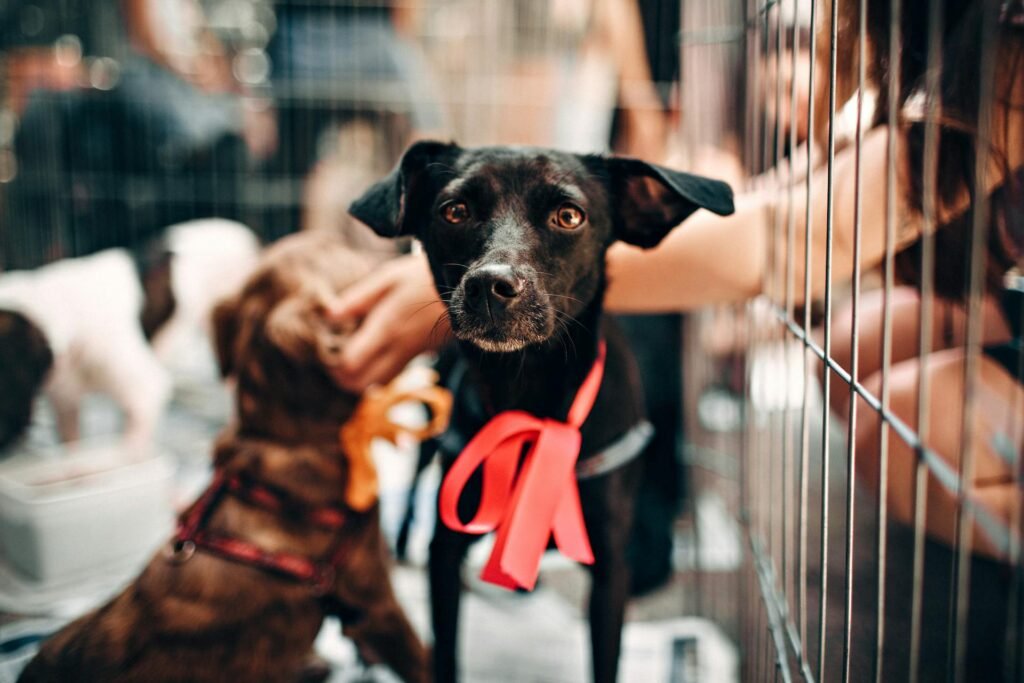 Black puppy in a shelter waiting to be adopted